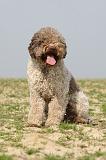 LAGOTTO 131